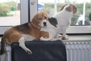 Beagles im Fensterbrett Heiligenhafen
